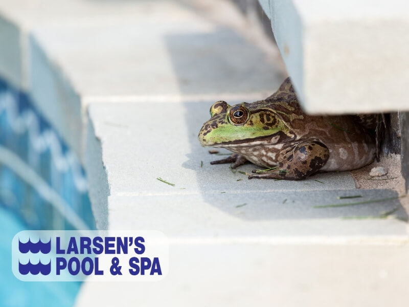 keep-frogs-out-of-your-pool